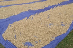 Chicchi di caffè Arabica from Papua Nuova Guinea